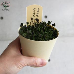 ITANSE 四葉のクローバー (トリフォリウ...の詳細画像3