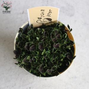 ITANSE 四葉のクローバー (トリフォリウ...の詳細画像4