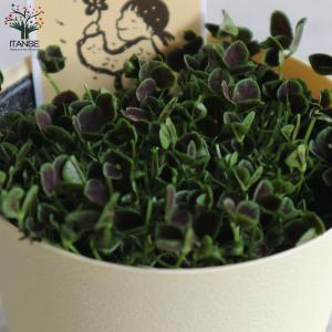 ITANSE 四葉のクローバー (トリフォリウ...の詳細画像5