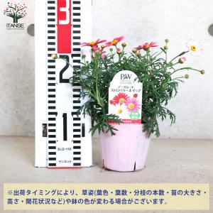 ITANSE マーガレット ストロベリーホイッ...の詳細画像1