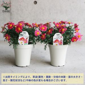 ITANSE マーガレット ストロベリーホイッ...の詳細画像2