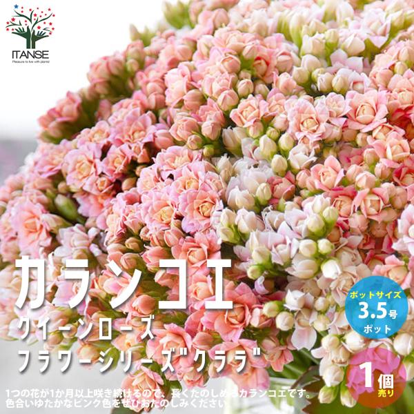 ITANSE バラ咲きカランコエ ・クイーンローズフラワーシリーズ&quot;クララ&quot; 花苗 多肉植物 3.5...