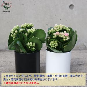 ITANSE バラ咲きカランコエ・クイーンロー...の詳細画像2