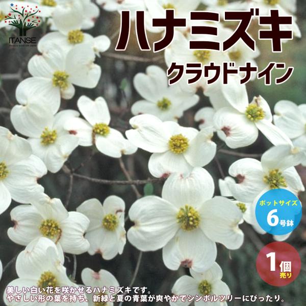 ITANSE ハナミズキ ・クラウドナイン 庭木  6号鉢 1個売り 庭木 植木 花木 観賞用 新生...