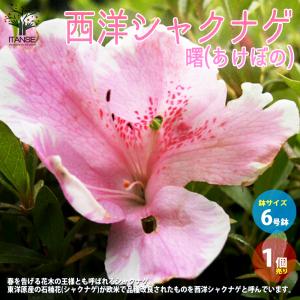 シャクナゲ　約1.5メートル 西洋シャクナゲ スーパーロディ 株立ち 約1.5m 現品発送 超特大株