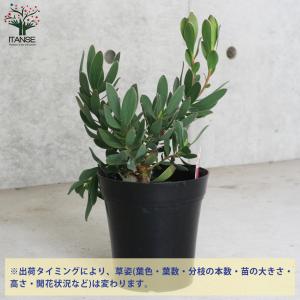 ITANSE リューカデンドロン・サマーサン ...の詳細画像2
