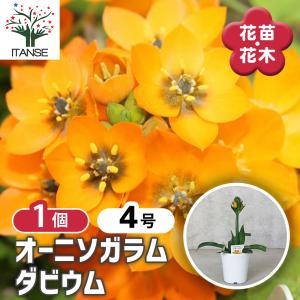 お買い得一点物咲き進み株】加藤農園 クリスマスローズ フレグランス