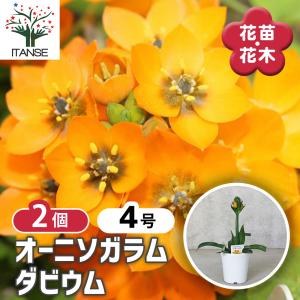 珪酸塩白土-ミリオンA 500g（ブロックシリコ） : 植物・園芸専門店