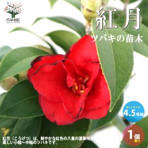 椿 尾張五色椿・おわりごしきつばき 15cmポット（5号鉢）挿木苗