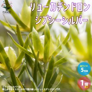 日本花キ流通 リューカデンドロン サファリマジック 5号鉢 Safari