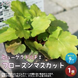 ITANSE ヒューケラ ・ドルチェ・フローズンマスカット 花苗 カラーリーフ・多年草 9cmポット苗 1個売り 送料無料 イタンセ公式｜itanse