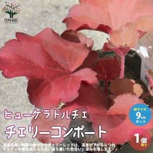 ヒューケラ ドルチェシリーズ 苗 の商品一覧 花 ガーデニング 通販 Yahoo ショッピング