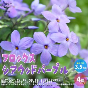 ITANSE フロックス ・シアウッドパープル 花苗  3.5号ポット苗 お買い得4個セット フラワーガーデン 送料無料 イタンセ公式｜itanse