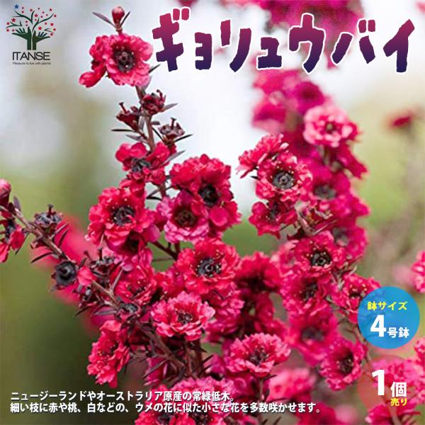 ITANSE ギョリュウバイ 庭木  4号鉢 1個売り 庭木 植木 花木 観賞用 新生活 プレゼント...