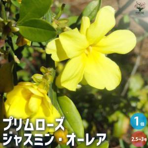 リュウカデンドロン サファリマジック（鉢植え） リューカデンドロン