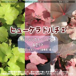 ITANSE ヒューケラ・ドルチェ "Aセット"メリハリカラーミックス 花苗 9cmポット 3品種各1個 合計3個セット 花苗 花の苗 送料無料 イタンセ公式