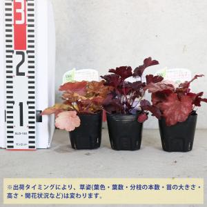 ITANSE ヒューケラ・ドルチェ Bセットや...の詳細画像1