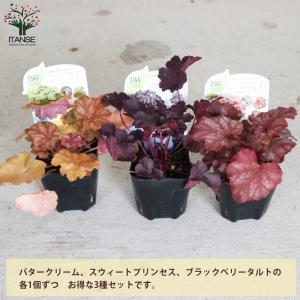 ITANSE ヒューケラ・ドルチェ Bセットや...の詳細画像2