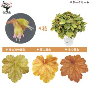 ITANSE ヒューケラ・ドルチェ Bセットや...の詳細画像5