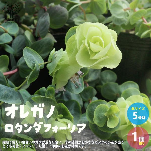 ITANSE オレガノ・ロタンダフォーリア 花苗 3号ポット 1個売り 花苗 花の苗 イングリッシュ...