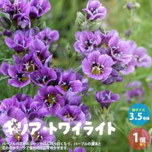 日本山人参/ヒュウガトウキ 苗』「神の草」として珍重され門外不出の