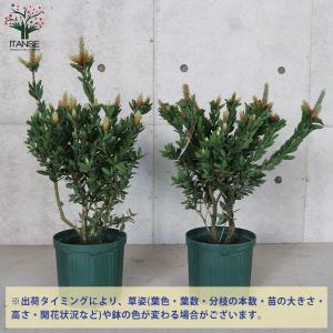 ITANSE カリステモン (金宝樹) 庭木 ...の詳細画像2