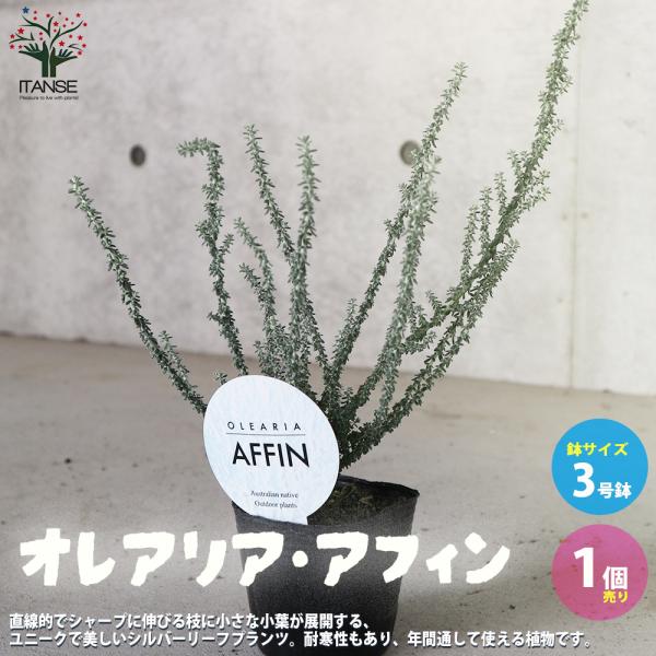 ITANSE オレアリア ・アフィン 花苗 3号ポット苗 1個売り 花苗 花の苗 イングリッシュガー...