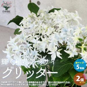 クリスマスローズ 花 苗 春 冬 ヘレボルス チベタヌス 鉢植え 2年生