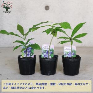 ITANSE ペトレア ・ヴォルビリス 花苗 ...の詳細画像2