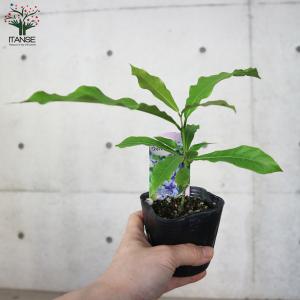 ITANSE ペトレア ・ヴォルビリス 花苗 ...の詳細画像4