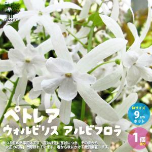 ペトレア ヴォルビリス 熱帯花木　鉢ごと発送 ペトレア ヴォルビリス 熱帯花木 鉢ごと発送 ペトレア