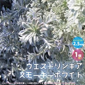 ITANSE ウエストリンギア・スモーキーホワイト 花苗 2.5号ロングポット 1個売り 花苗 花の苗 ガーデン フラワーガーデン 送料無料 イタンセ公式｜itanse