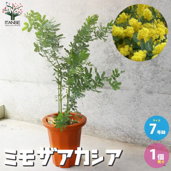ITANSE ミモザアカシア 庭木 7号鉢大苗 1個売り 庭木 植木 花木 観賞用 新生活 プレゼン...