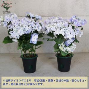 ITANSE アジサイ 空海(クウカイ) 花苗...の詳細画像2