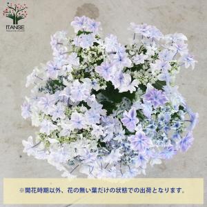 ITANSE アジサイ 空海(クウカイ) 花苗...の詳細画像3