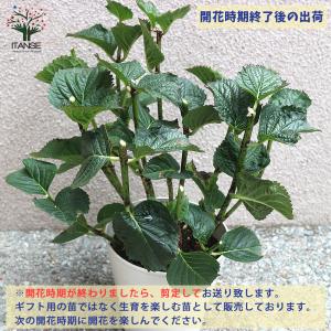 ITANSE アジサイ 空海(クウカイ) 花苗...の詳細画像4