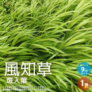 フウチソウ 花の苗 の商品一覧 苗 花 ガーデニング 通販 Yahoo ショッピング