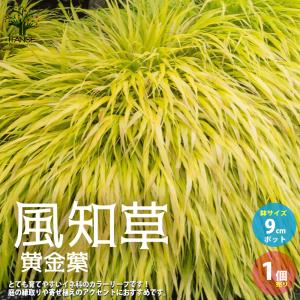 武徳産ホテイアツモリソウ 花1芽株 : 岩崎園芸ネットストア Yahoo店