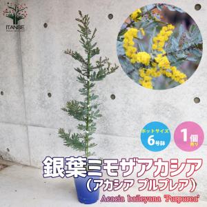 ミモザアカシア 約2m 特大植木苗木 ギンヨウアカシア 銀葉アカシア