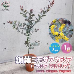 送料無料】ミモザアカシア 8寸鉢 : shopooo by GMO - 通販 - Yahoo