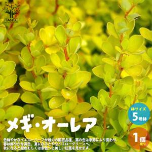 メギ オーレア 花 ガーデニング の商品一覧 通販 Yahoo ショッピング