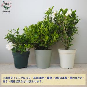 ITANSE 八重クチナシ (ガーデニア) 庭...の詳細画像2