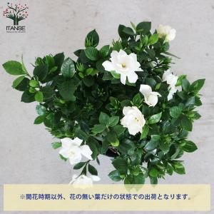 ITANSE 八重クチナシ (ガーデニア) 庭...の詳細画像3
