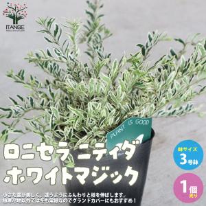 ITANSE ロニセラ・ニティダ・ホワイトマジック 庭木 3号ポット 1個売り 植木 花木 観賞用 新生活 プレゼント 贈答 送料無料 イタンセ公式｜itanse