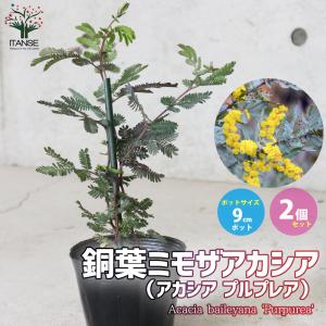 アカシアの木 2個セット （ 送料無料 ） 10.5cmポット苗 （ブルー