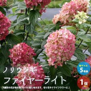 ITANSE ノリウツギ ファイヤーライト 庭木 5号ポット 1個売り 植木 花木 観賞用 新生活 プレゼント 贈答 送料無料 イタンセ公式