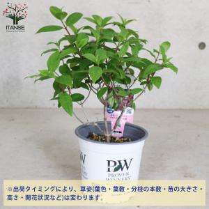 ITANSE ノリウツギ ファイヤーライト 庭...の詳細画像2