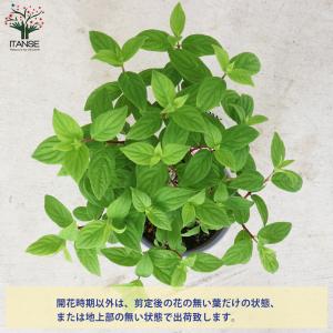ITANSE ノリウツギ ファイヤーライト 庭...の詳細画像3