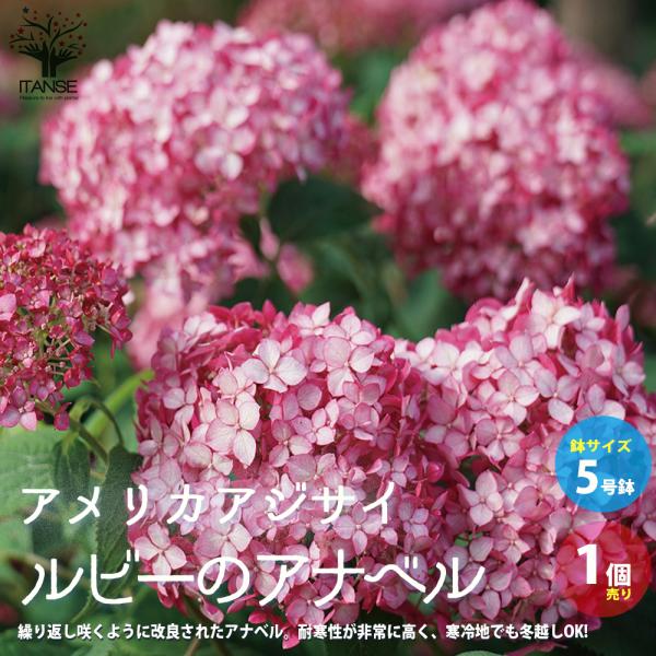 ITANSE アメリカアジサイ ルビーのアナベル 庭木 5号ポット 1個売り 植木 花木 観賞用 新...