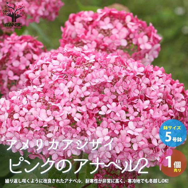 ITANSE アメリカアジサイ 「 ピンクのアナベル2」 庭木 5号ポット 1個売り 植木 花木 観...